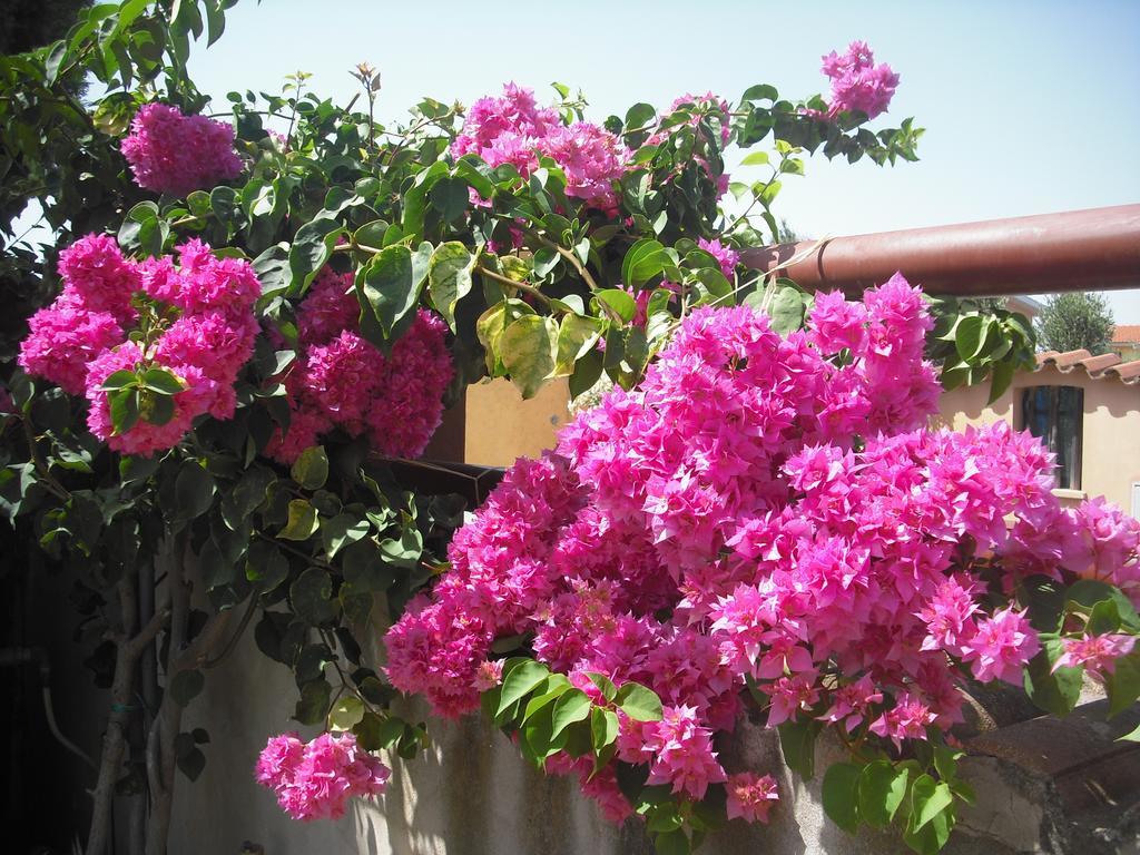 B&B Hibiscus Capoterra Exteriör bild