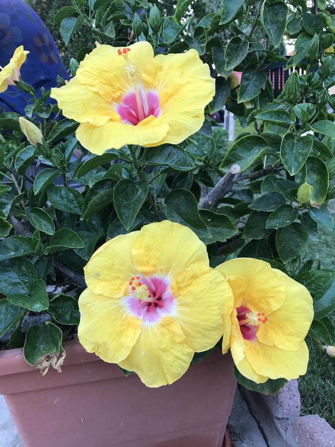 B&B Hibiscus Capoterra Exteriör bild